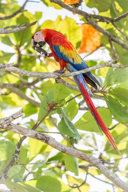 istock Scarlet macaw on a branch 1224626214