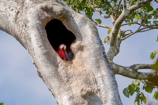 Guacamayo Macao, (Ara macao) Scarlet Macaw in Peninsula de Osa; Pacific; Costa Rica.