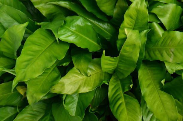 istock green leaves natural background 1224626693