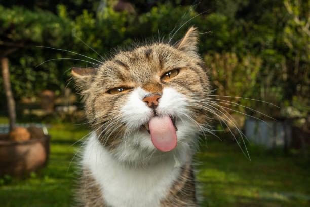 funny cat funny portrait of a tabby white cat licking window glass outdoors in the garden cat sticking out tongue stock pictures, royalty-free photos & images