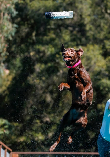istock Chocolate Labrador Retriever jumping for a toy 1224627314
