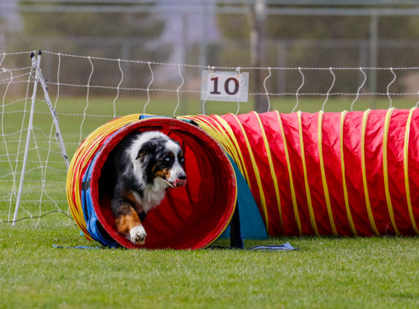 istock Australian shepherd coming out of a tunnel 1224627338