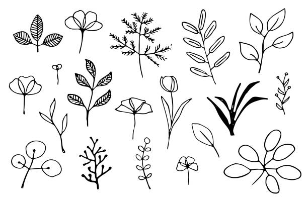 Hand drawn plants Set of simple hand drawn leaves, herbs and flowers outlines medicine drawings stock illustrations