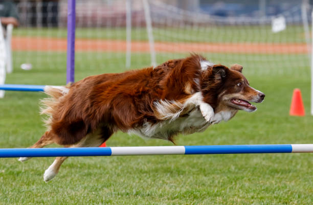 istock Red border collie dog going over a jump 1224627344