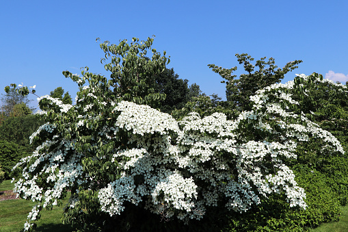 Cornus Kousa 'China Girl' blossoms (Chinesischer Blumen-Hartriegel)