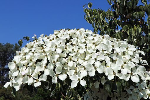 Cornus Kousa 'China Girl' blossoms (Chinesischer Blumen-Hartriegel)