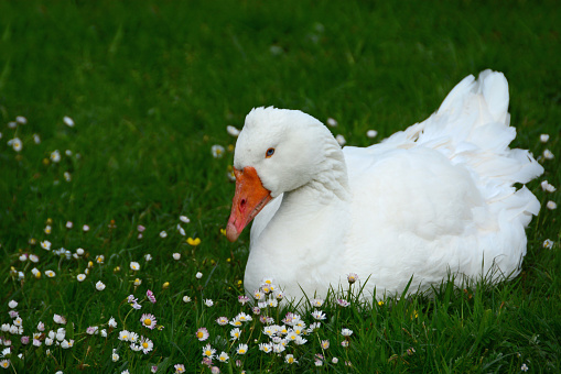 Springtime: single embden goose laying down between blooming common daisy( bellis pernis)