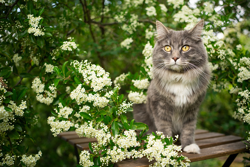 portrait of a beautiful blue tabby maine coon cat sitting on wooden table outdoors in spring under flowering tree with white blossom