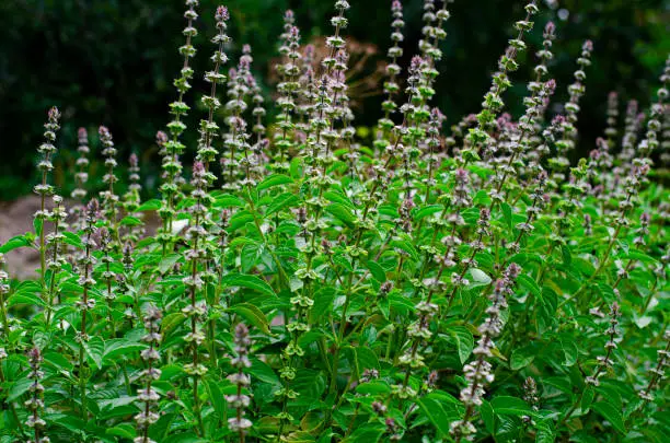 A fresh bush of green basil with flowers grows in the summer garden. Close-up