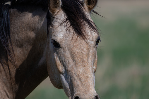 Buckskin horse close up.