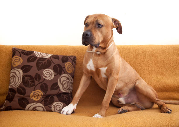 A brown American Staffordshire Terrier dog posing indoors on a sofa.\