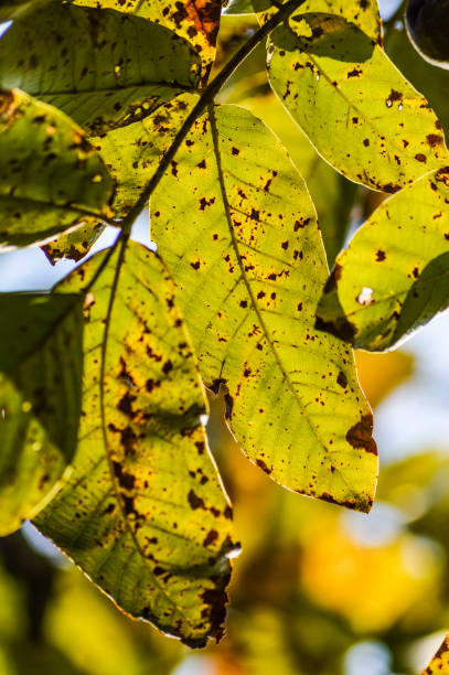 istock walnut leaves in autumn - close up background 1224632084
