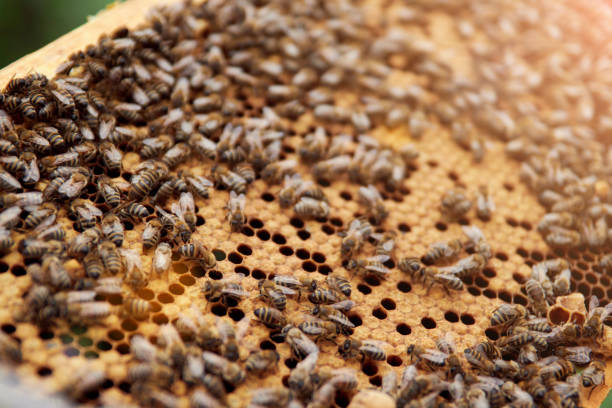 istock frame with bees and honey in the apiary 1224632187