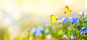 Schöne Sommer- oder Frühlingswiese mit blauen Vergiss-me-nots Blumen und zwei fliegenden Schmetterlingen. Wilde Naturlandschaft.