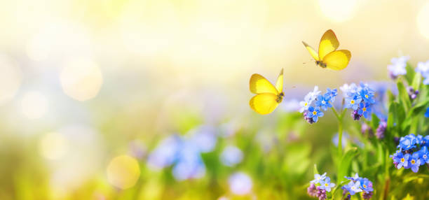 beautiful summer or spring meadow with blue forget-me-nots flowers and two flying butterflies. wild nature landscape. - horticulture butterfly plant flower imagens e fotografias de stock