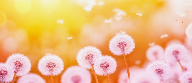 Summer background with fluffy dandelion flowers and flying seeds in sunny lights. Beautiful nature landscape of evening floral field. New life, dreaming, beauty and freedom concept.