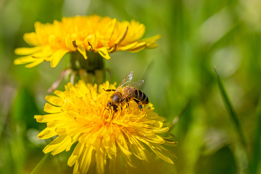 Honey bee working in dandelion field