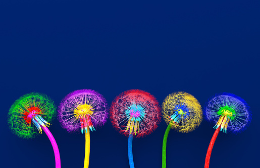 Bouquet of five flowers of blossoming dandelions of unusual colorful colors. Bright multi-colored abstract dandelions on a blue background. Creative conceptual illustration. opy space. 3D render.