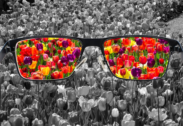 Through glasses frame. Colorful view of colorful tulips in glasses and monochrome background stock photo