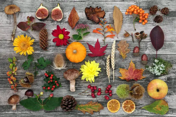 Photo of Nature Study in Autumn with Food Flora and Fauna