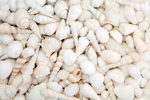 Looking down on lots of small empty sea shells on a sandy beach on the Isle of Harris on the northwest coast of Scotland. Sunlight lights up the different shapes and sizes of the small shells.