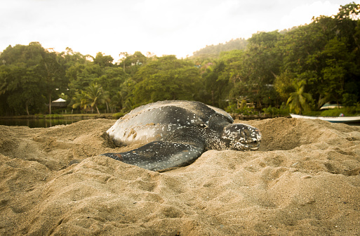 A beautiful shot of a female leatherback turtle nesting on Grande Riviere Beach, Trinidad and Tobago