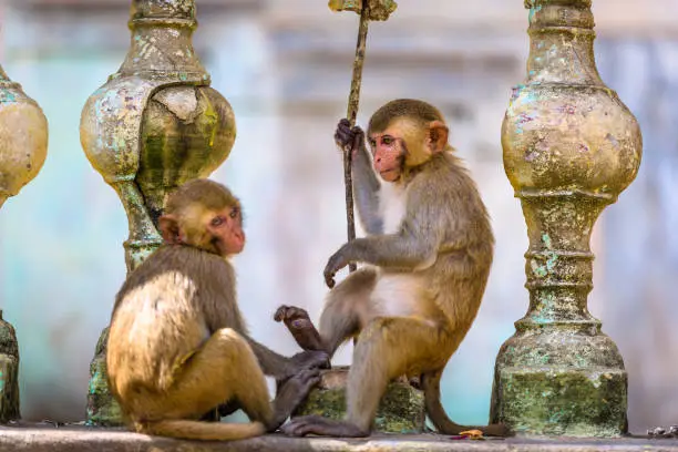 Macaque monkeys enjoy their time at Taung Kalat on Mt. Popa, Myanmar.