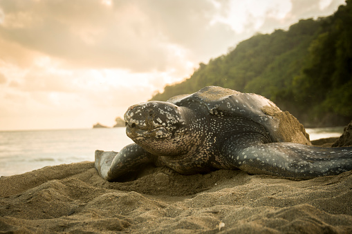 A stunning photo of a leatherback turtle at sunrise