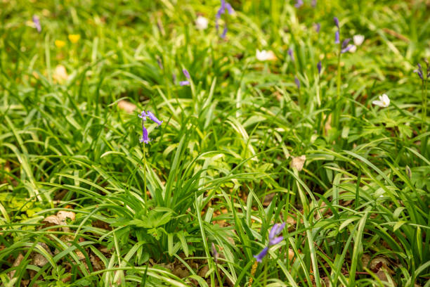 istock Woodland wild flowers 1224636768