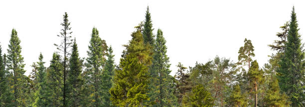 istock green wood of coniferous large trees stripe on white 1224637631