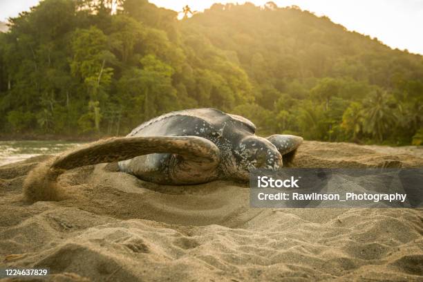 Turtle Nesting Stock Photo - Download Image Now - Leatherback Turtle, Animal Nest, Turtle