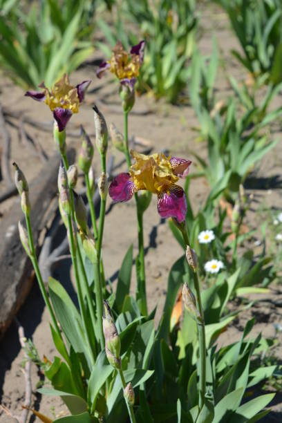 bright purple golden irises with exclusive blooms growing on a yellow squeak. flowering may plants with long green leaves and bushes lit by the rays of the sun. - vertical bright brightly lit vibrant color imagens e fotografias de stock