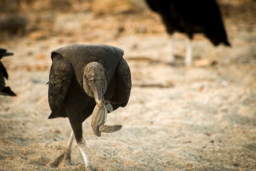 A black vulture eating a leatherback turtle hatchling after just emerging from the nest