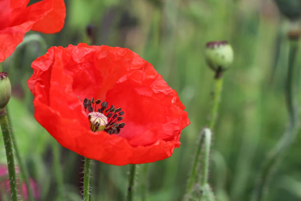 rote mohnblume auf der wiese - poppy field remembrance day flower stock-fotos und bilder