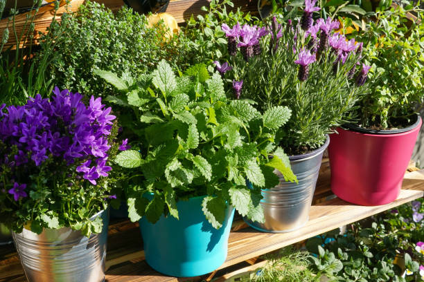 istock Herbs and flowers in flowerpots on a balcony 1224638201