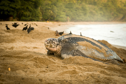 A leatherback turtle leaving the sea to nest on the beach