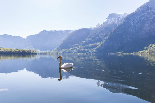 istock swan in the lake 1224639123