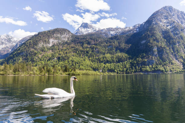 istock swan in the lake 1224639291