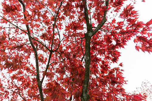 tree with red leaves on a cloudy day
