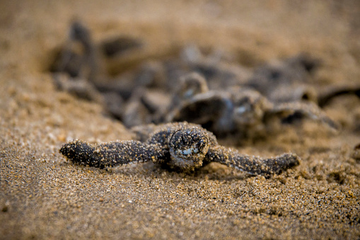 A leatherback turtle hatchling leaving the nest