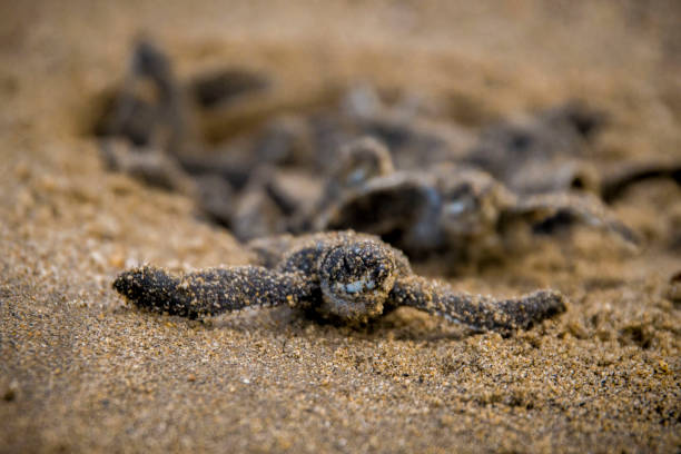 Leatherback Turtle Hatchling A leatherback turtle hatchling leaving the nest green turtle stock pictures, royalty-free photos & images