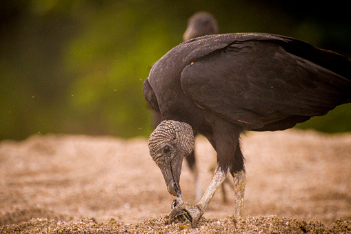 A vulture eating a baby turtle