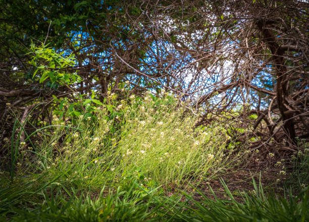 istock Wild vegetation under tree bush in the spring forest 1224640311