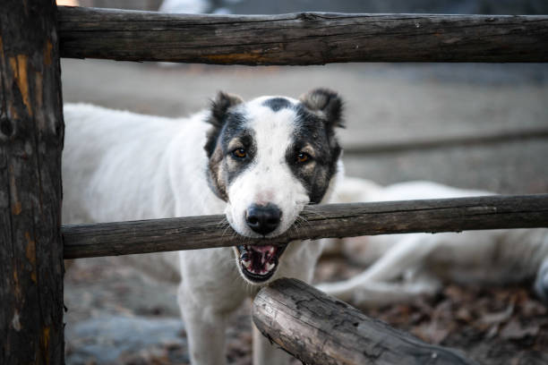 istock A sheepdog is looking through a wooden fence. 1224640314