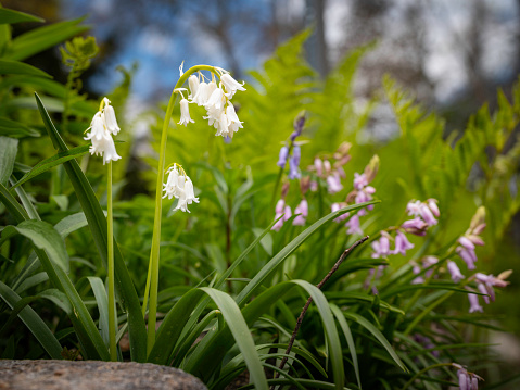 Blossoming wildflowers in the spring garden