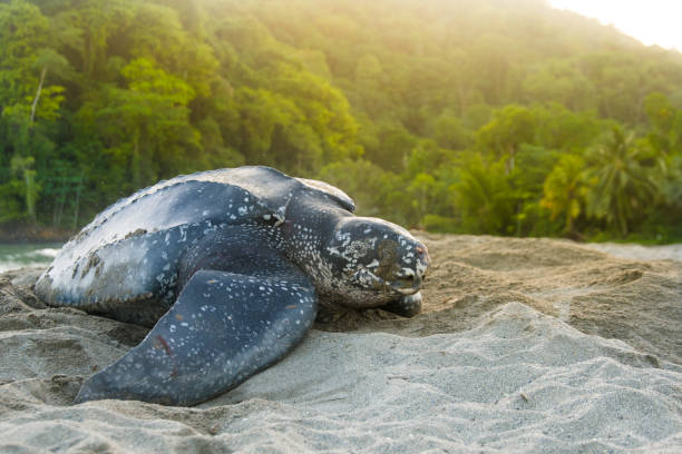 hermosa tortuga de cuero - turtle young animal beach sand fotografías e imágenes de stock
