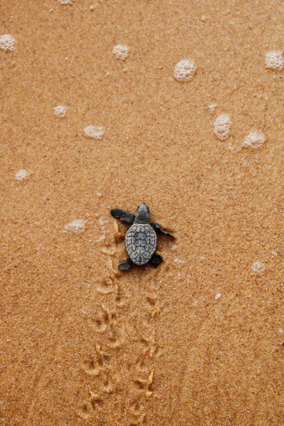 cucciolo di tartaruga marina che striscia verso l'oceano sulla costa di bahia, brasile - turtle young animal beach sand foto e immagini stock