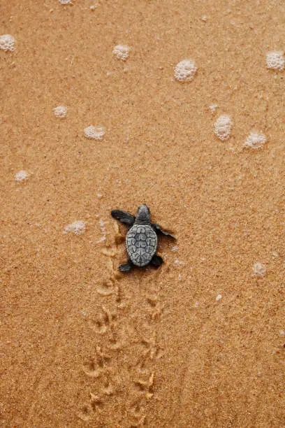 Photo of Hatchling baby sea turtle crawling to the ocean on Bahia coast, Brazil