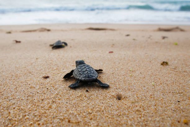 cucciolo di tartaruga marina che striscia verso l'oceano sulla costa di bahia, brasile - turtle young animal beach sea life foto e immagini stock