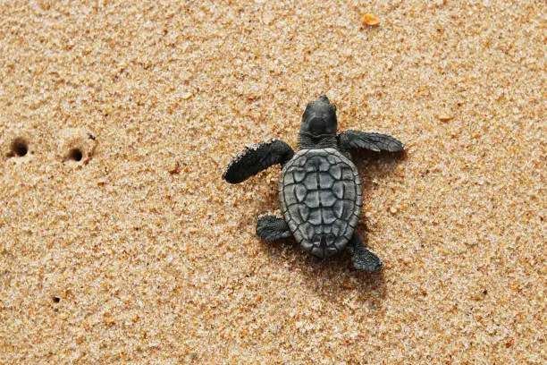 Photo of Hatchling baby sea turtle crawling to the ocean on Bahia coast, Brazil